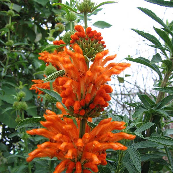 Leonotis leonorus orange. Couriered nationwide South Africa