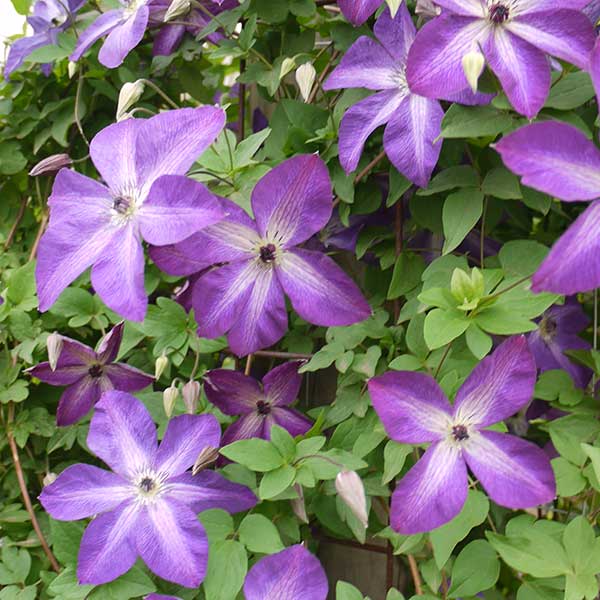 Clematis Venosa Violacea for sale online South Africa, couriered nationwide