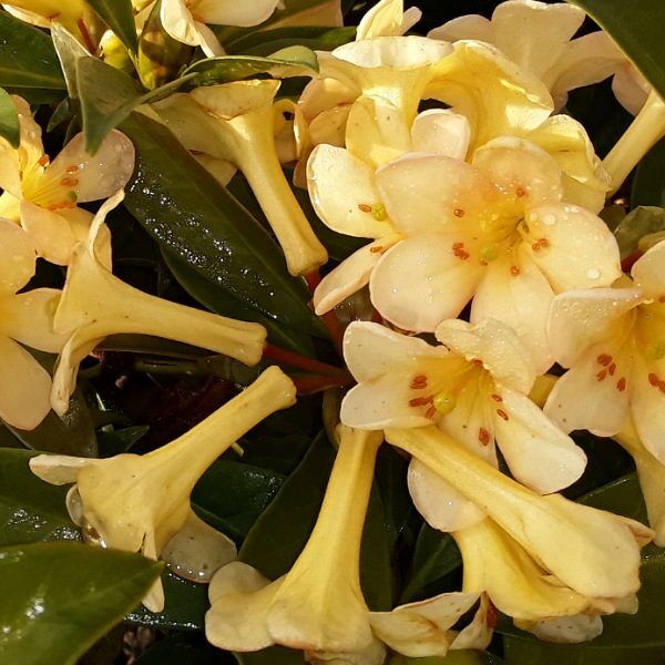 Rhododendron - Vireya 'Just Peachy'