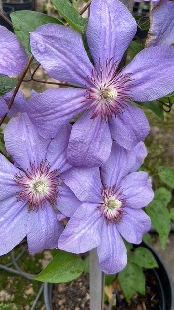 Glynderek Clematis plant for sale South Africa, couriered nationwide