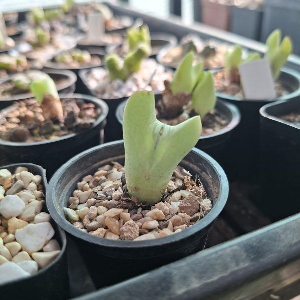 Conophytum Bilobum