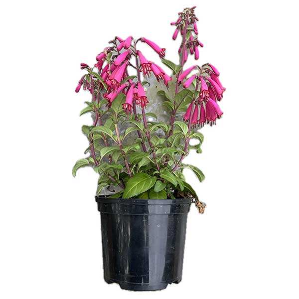 Phygelius Candy Drops Deep Rose TM PBR for sale online couriered nationwide South Africa