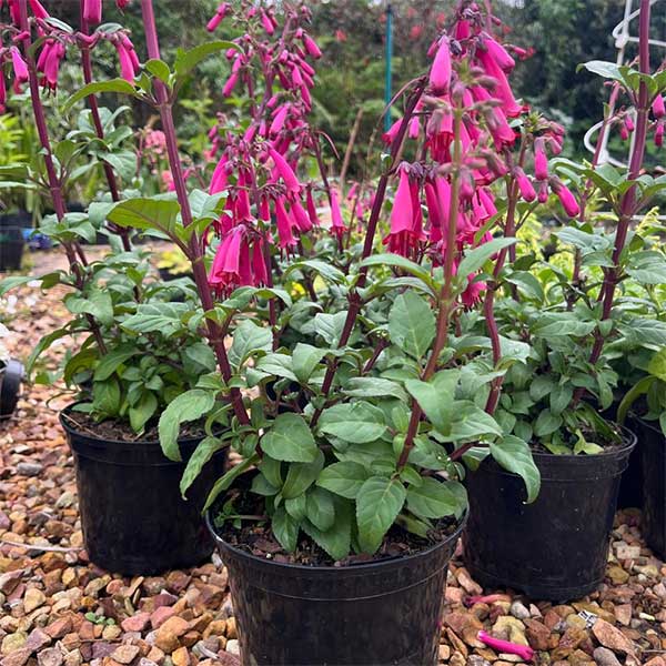 Phygelius Candy Drops Deep Rose TM PBR for sale online couriered nationwide South Africa