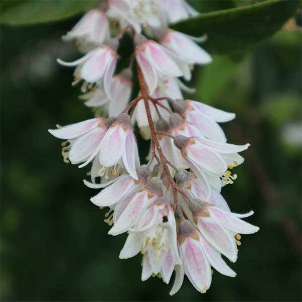 Freshwoods Deutzia Pulchra shrub for sale online, South Africa