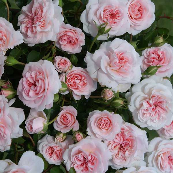 Rose ‘My Granny’ pink floribunda, For sale online couriered nationwide South Africa