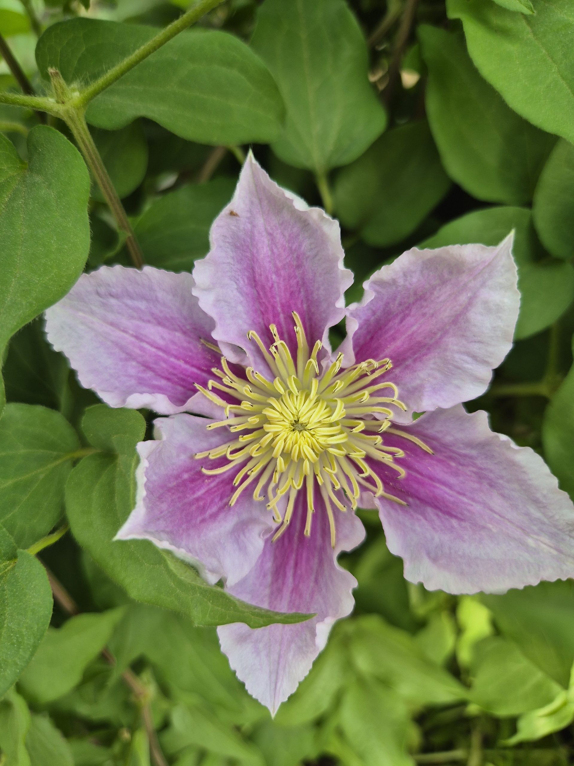 Clematis Starter Pack 6 plants - Image 4