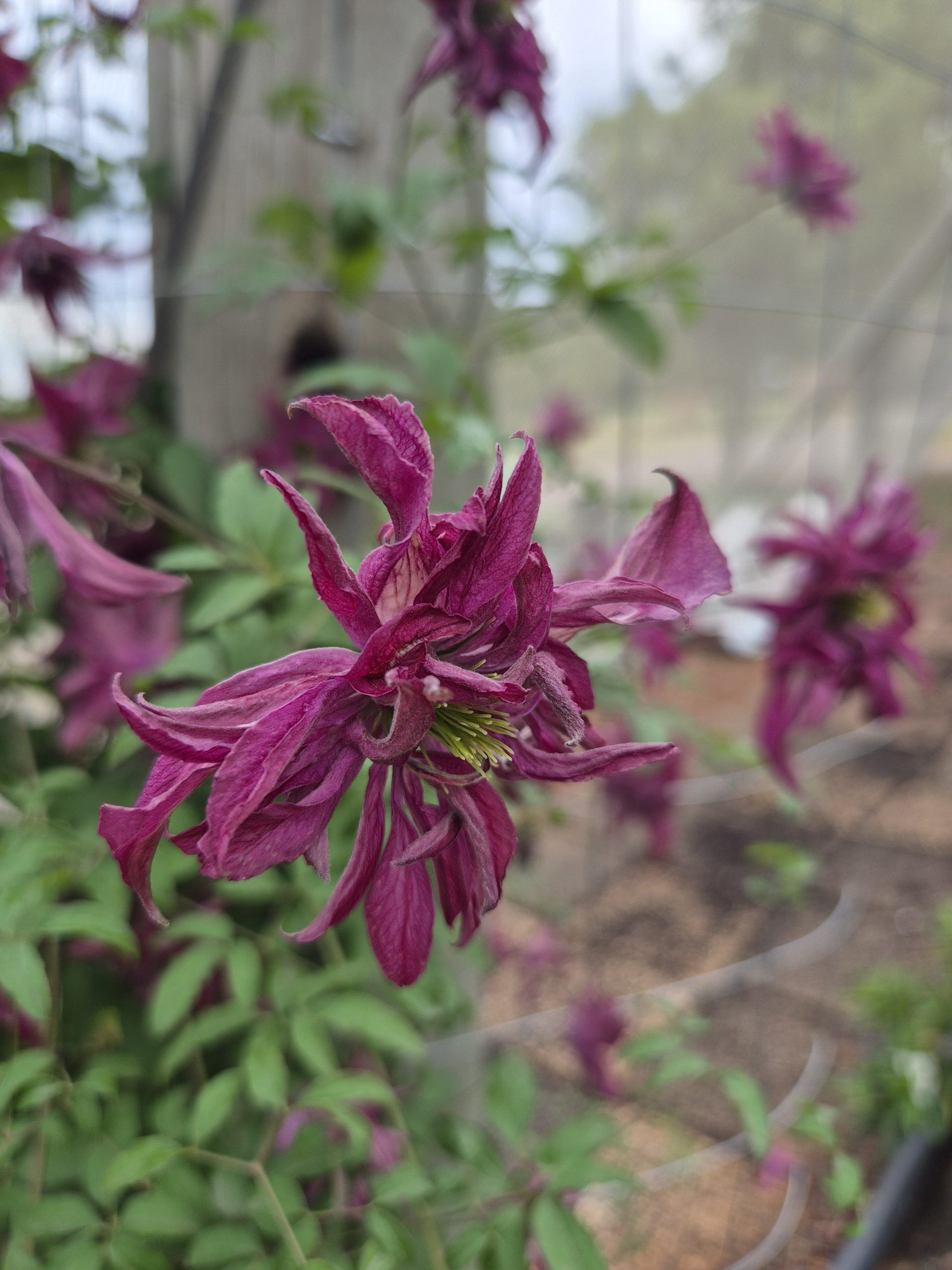 Clematis Rosalyn - Image 2