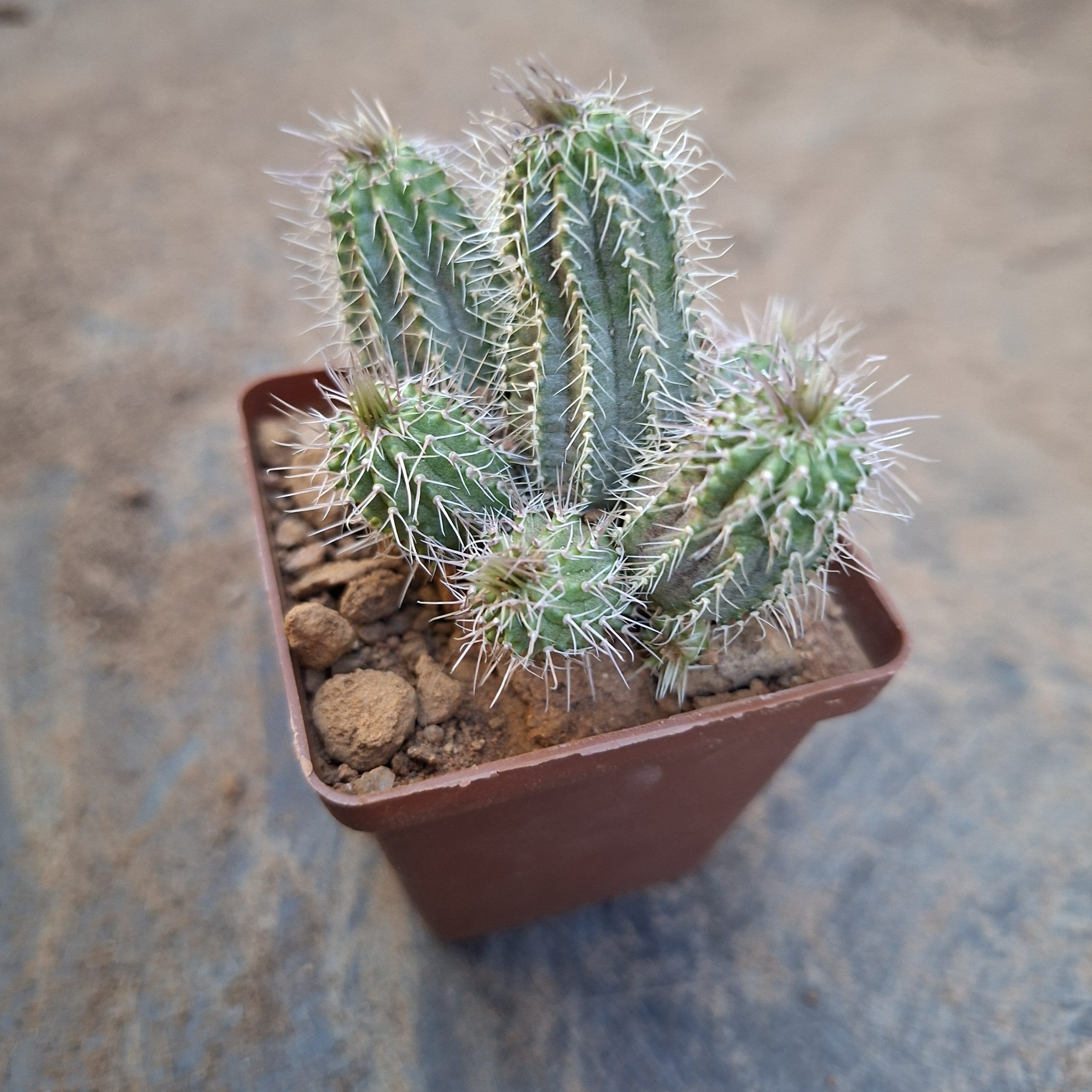 Tavaresia barklyi Minor