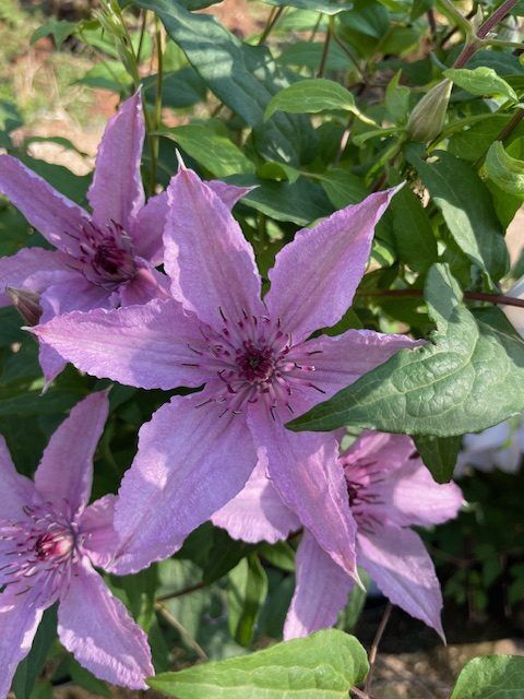 Clematis Starter Pack 6 plants - Image 3