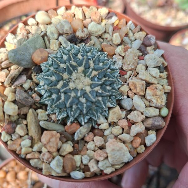 Ariocarpus Kotschoubeyanus. Seed grown 4 years. - Image 4