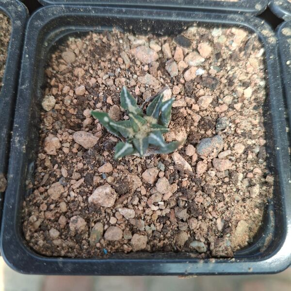 Ariocarpus Kotschoubeyanus. Seed grown 4 years. - Image 2