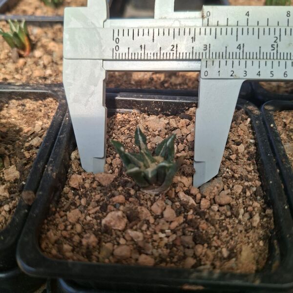 Ariocarpus Kotschoubeyanus. Seed grown 4 years. - Image 3