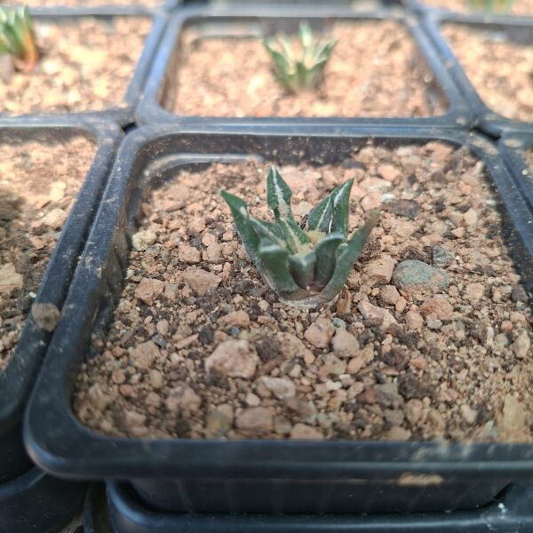 Ariocarpus Kotschoubeyanus