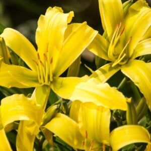 Daylilies - horti.co.za shop