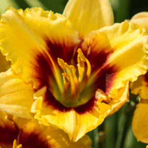 Daylilies - horti.co.za shop