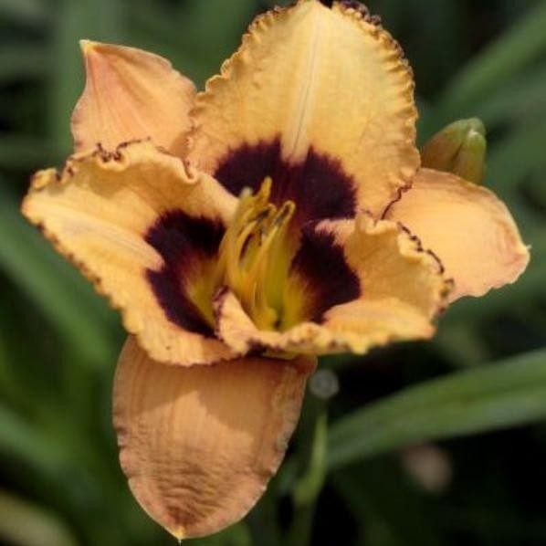 Daylily Good old boy for sale online South Africa