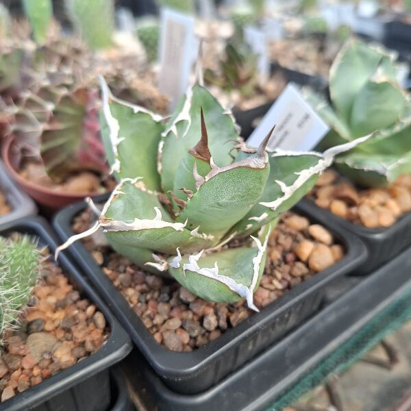 Agave Titanota - Image 4