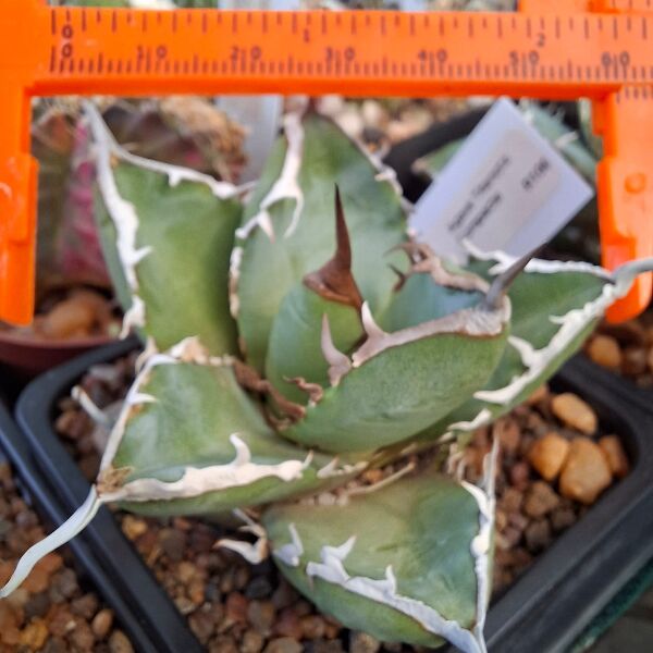 Agave Titanota - Image 3