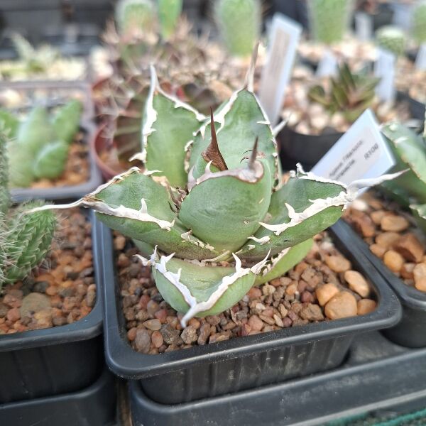 Agave Titanota - Image 2