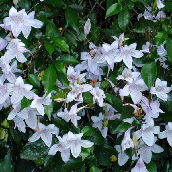 Mackaya bella, plant for sale online, couriered nationwide South Africa