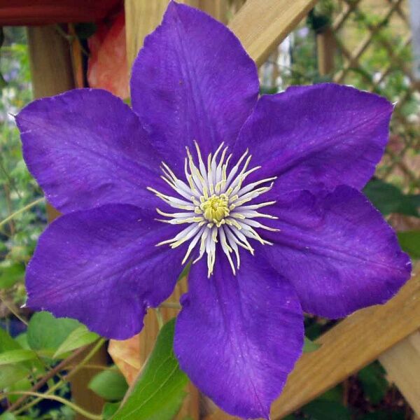 Clematis Lady Betty Belfour for sale online South Africa