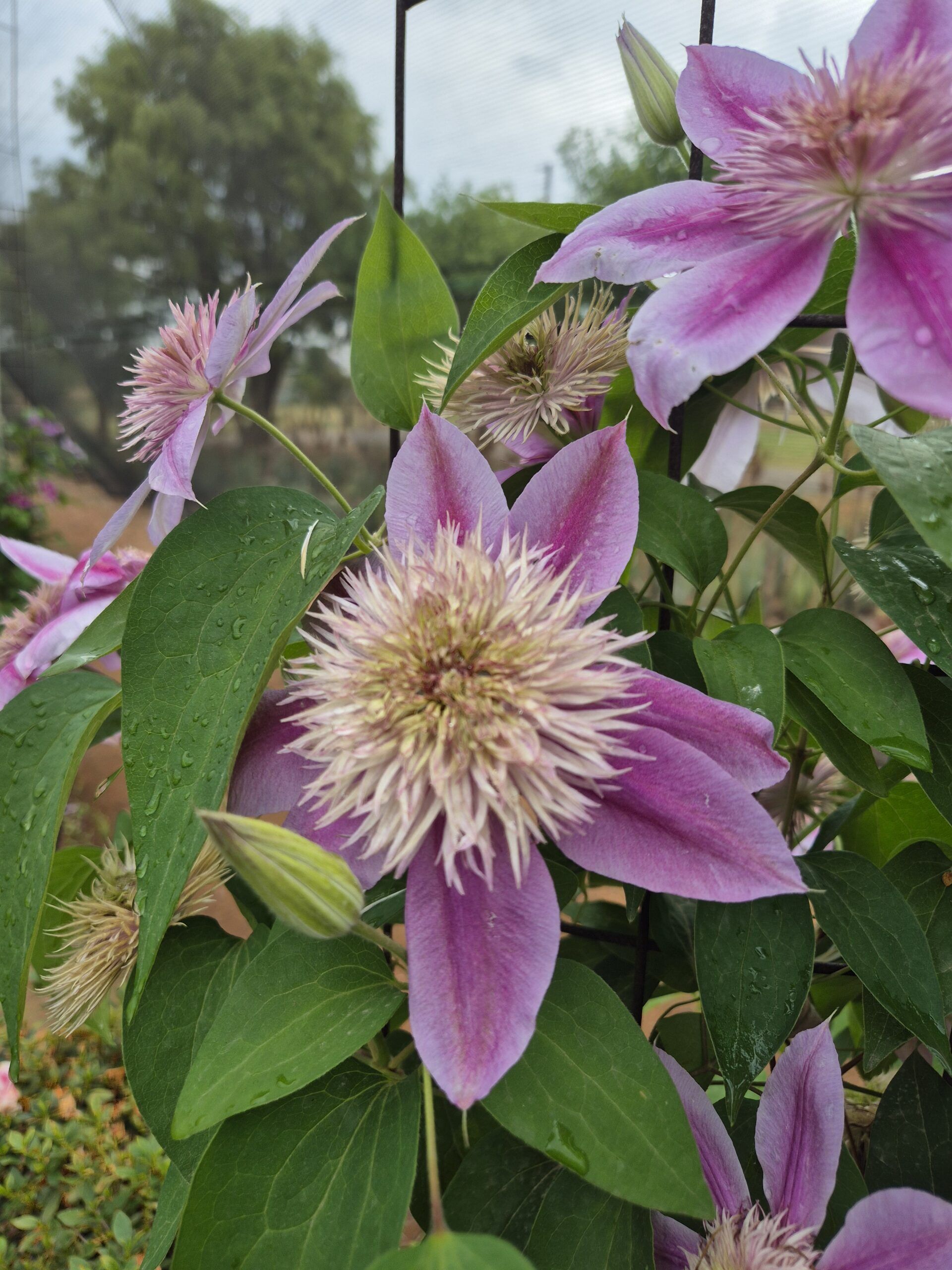 Clematis Empress Sport of Josephine - Image 3
