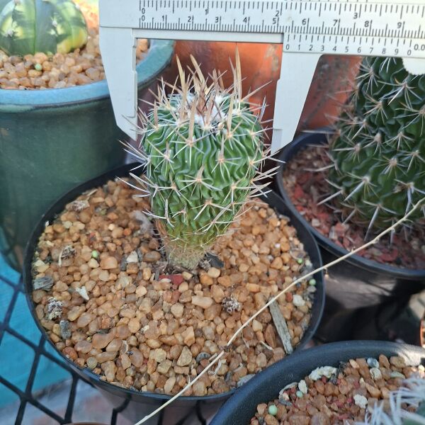 Stenocactus multicostatus - Image 2