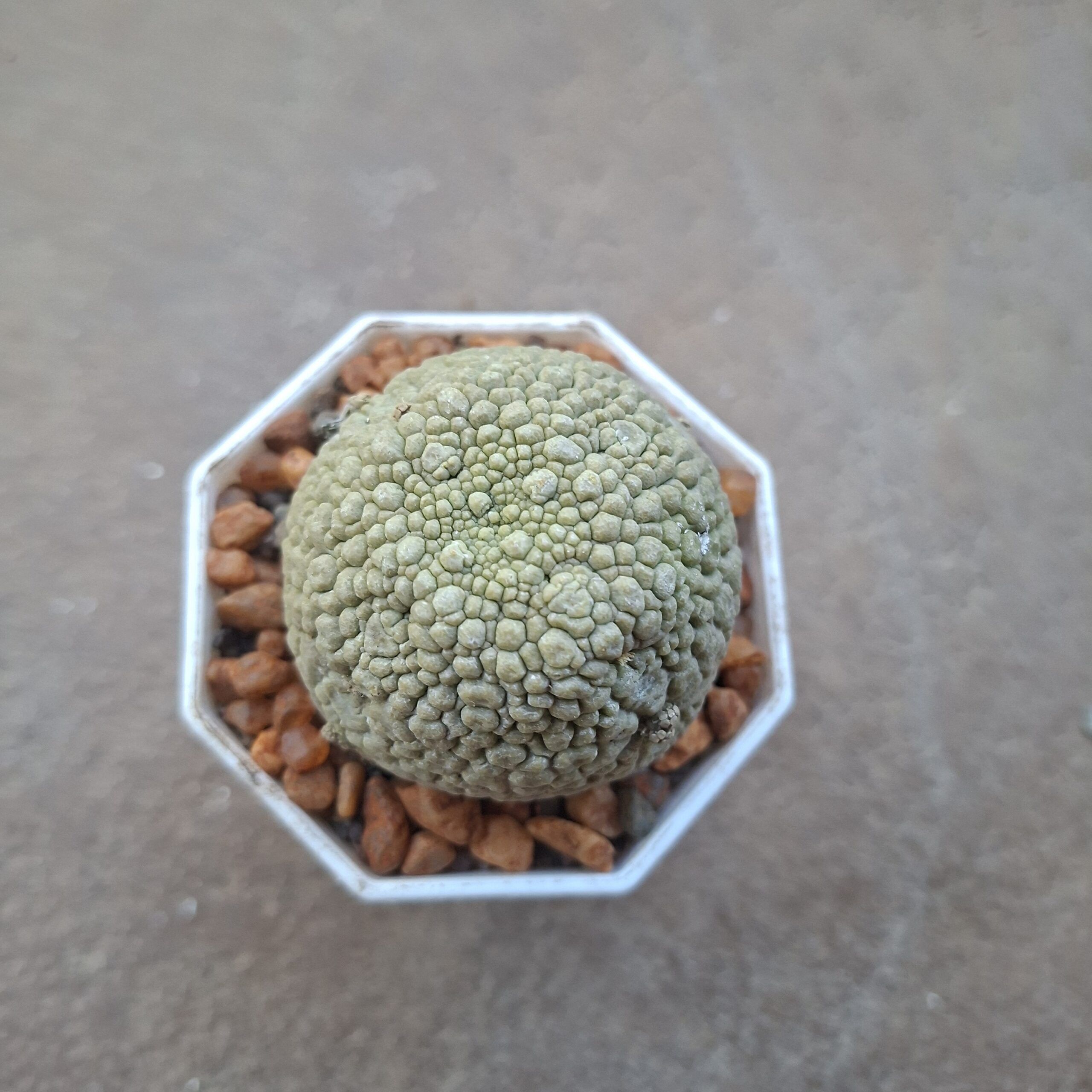 Pseudolithos Migiurtinus - Image 2