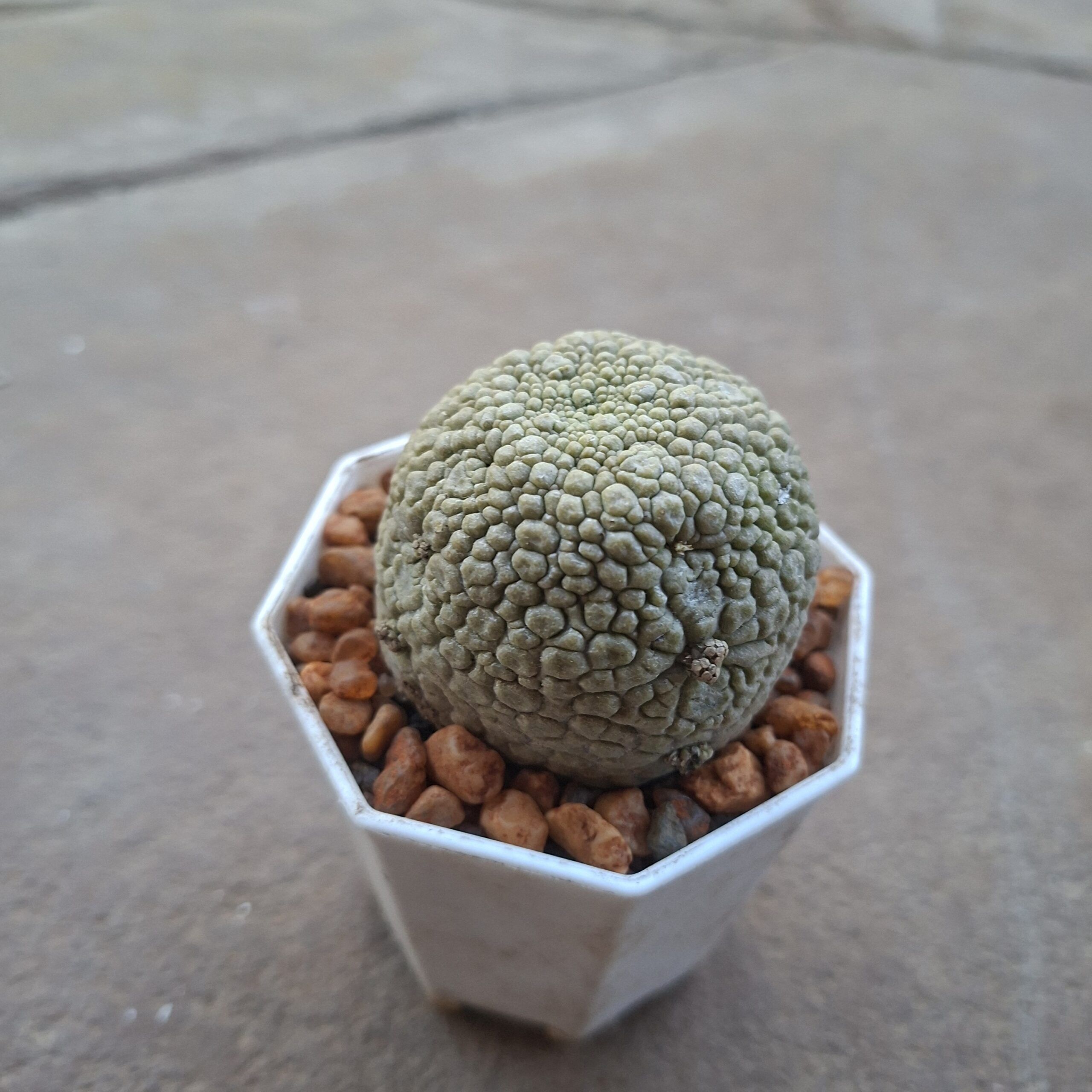 Pseudolithos Migiurtinus - Image 3