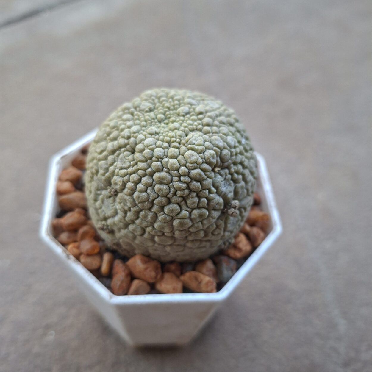 Pseudolithos Migiurtinus