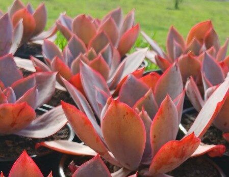 Echeveria afterglow