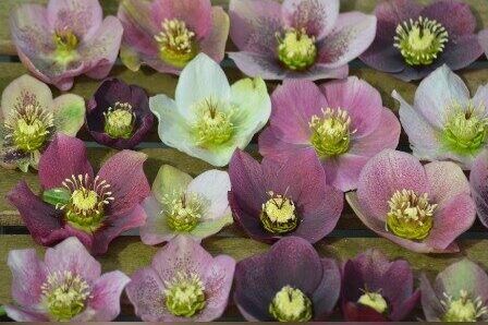 Hellebores mixed