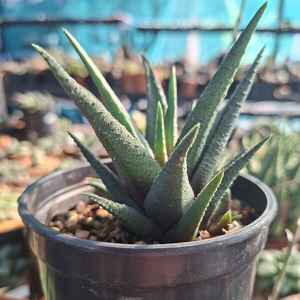 Haworthia Sordida Hybrid - Image 2