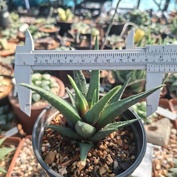 Haworthia Sordida Hybrid - Image 3