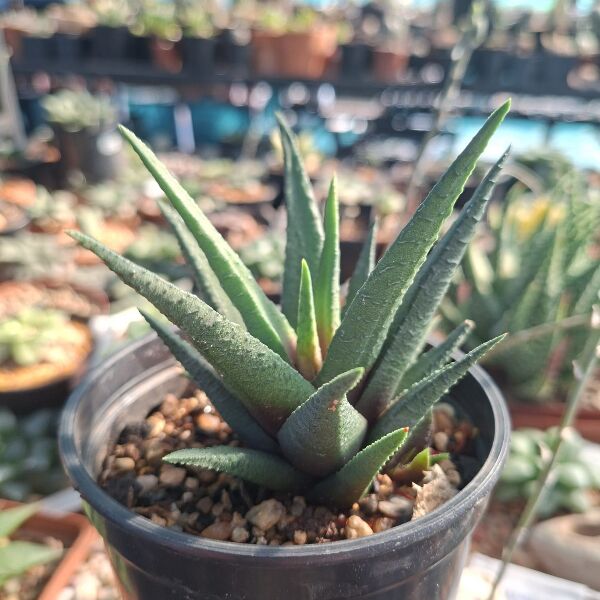 Haworthia Sordida Hybrid
