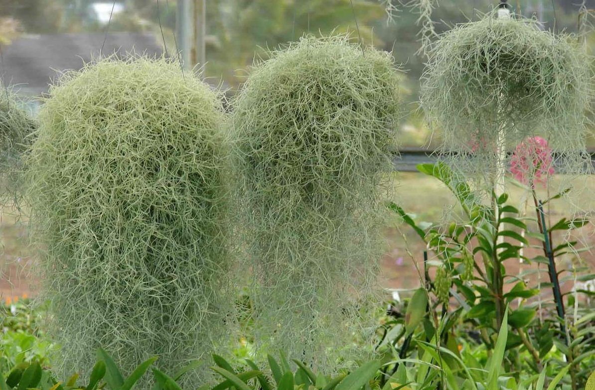 Tillandsia Usneoides - Old Mans Beard - for sale to buy in SA