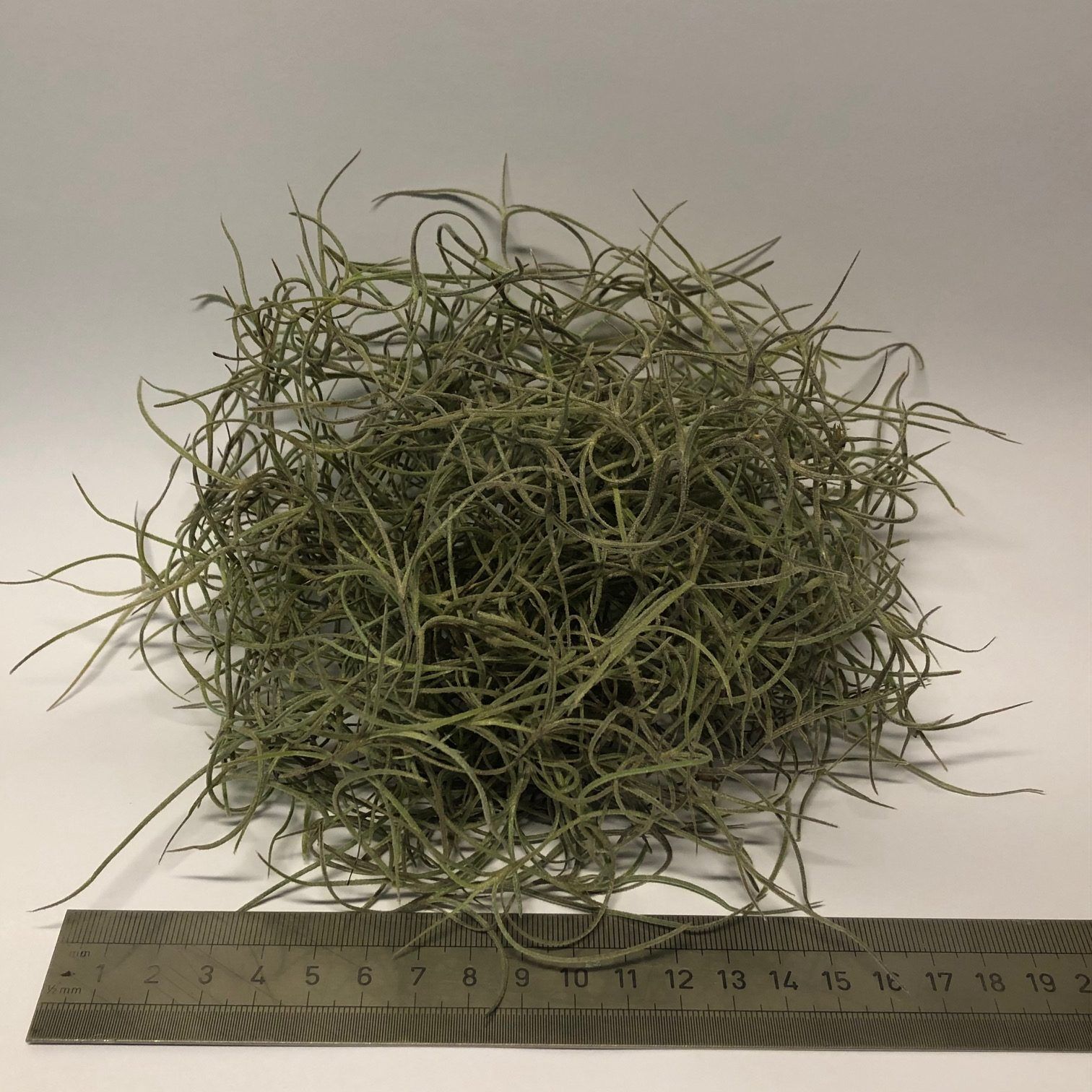 Tillandsia usneoides Old Mans Beard for sale South Africa
