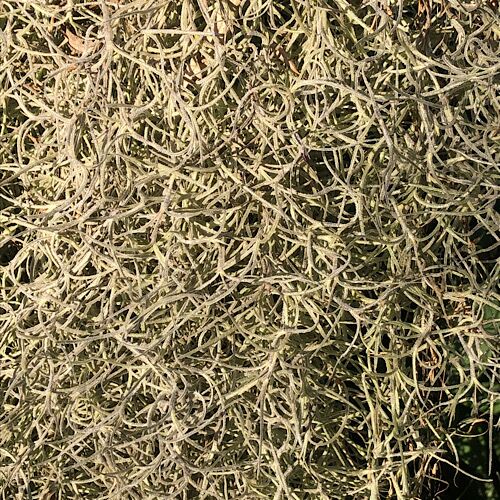 Tillandsia Usneoides – Old Mans Beard