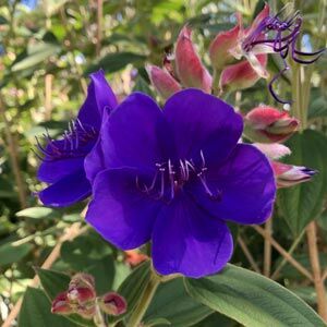 Tibouchina urvilleana