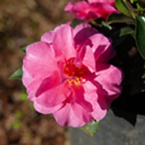 Camellia sasanqua Bonanza