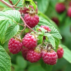 Raspberry plants for sale