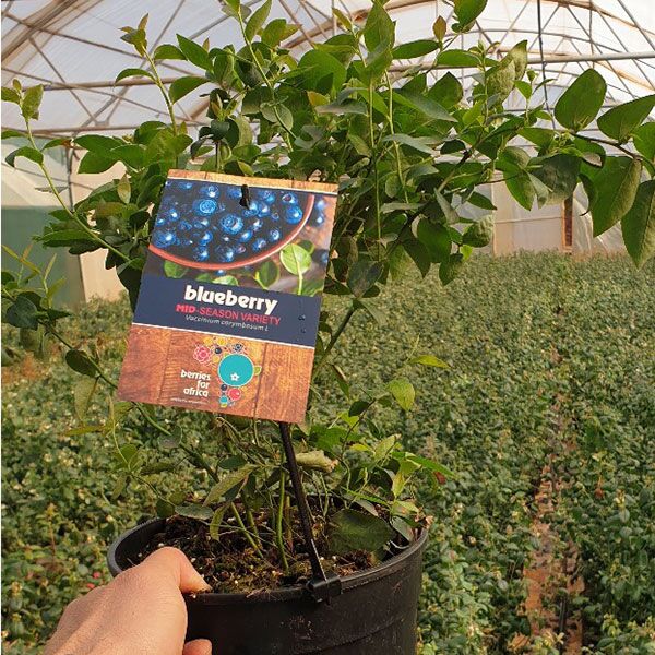 Blueberry plant - horti.co.za shop