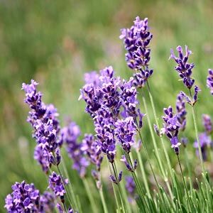 Lavender Margaret Roberts for sale to buy