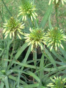 Sunbird Aloes 'Oribi Gorge' - Image 2