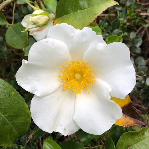 rosa canina dog rose white for sale SA