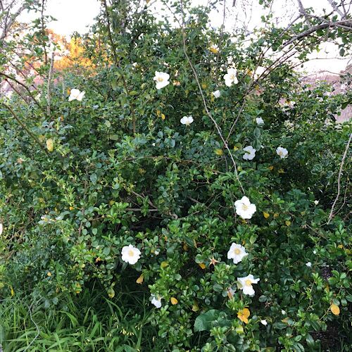 rosa canina dog rose white for sale SA