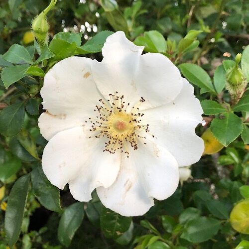 rosa canina dog rose white