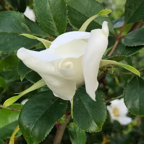 rosa canina dog rose white bud