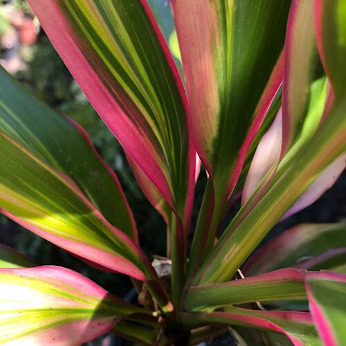 Dracaena Kiwi - horti.co.za shop