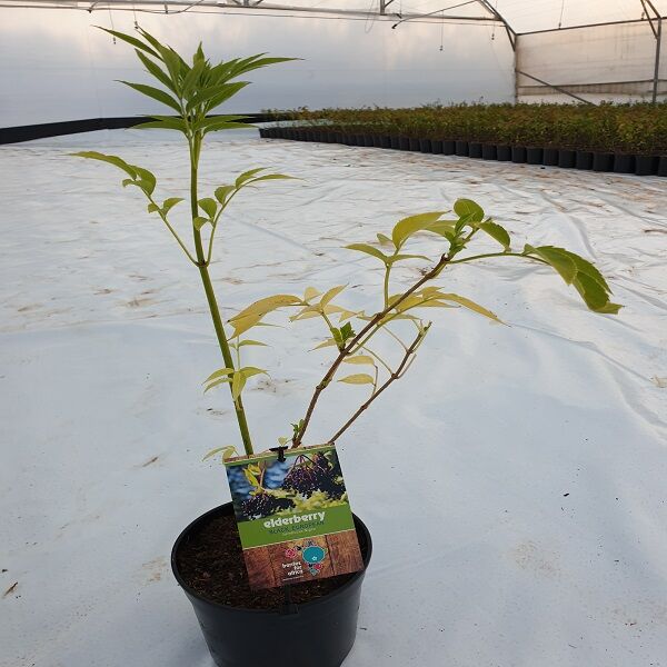 Elderberry plant